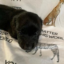 Boy 2 - Black male Dachshund puppy in Vinton, Iowa from Lerch Family Dachshunds