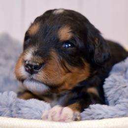Yellow Collar Boy - Tri-color male Bernedoodle puppy in Ogden, Utah from Salty Point Doodles