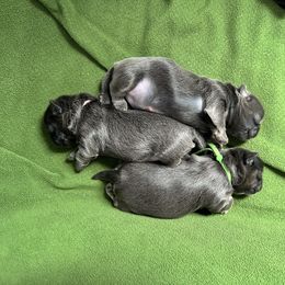 Shih Tzu Puppies from LaDawn’s Little Lions