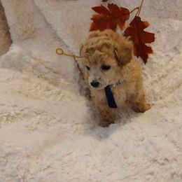 Benji - Apricot male Poodle puppy in Templeton, Pennsylvania from Precious Poodle Babies