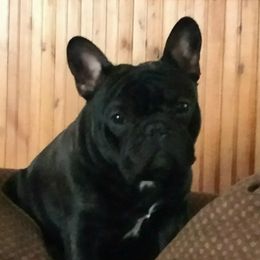 French Bulldogs from Biglovebullys