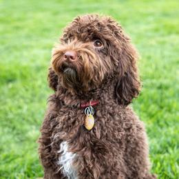 Ruby - Goldendoodle