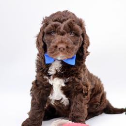 Mr Blue - Liver and white male Springerdoodle puppy in Kendall, New York from Family Raised Doodles