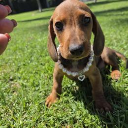Dachshund All Grown Up from Dachshund house