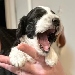 Oreo - Black and white male Cockapoo puppy in Salem, Oregon from Capital Doodles