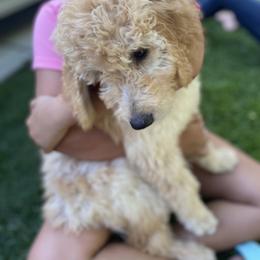 Goldendoodle Puppies from Dhalia’s Doodles
