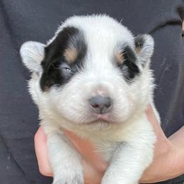 Boy 1 - Blue male Australian Cattle Dog puppy in Irvington, Kentucky from Dry Valley’s Australian Cattle Dogs