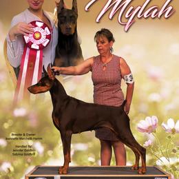 Mylah - Doberman Pinscher