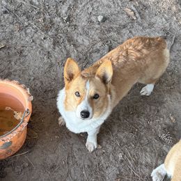 Ziva - Pembroke Welsh Corgi