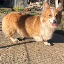 Hazel - Pembroke Welsh Corgi