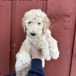 Earth - Cream male Poodle puppy in St. Johnsbury, Vermont from Poodles of the Northern Woods
