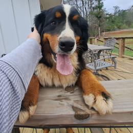 Rosie - Tri-color female Bernedoodle puppy in Lafayette, Alabama from Williams Lake Doodles