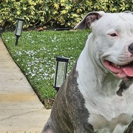 American Bullies from Khal Kennels
