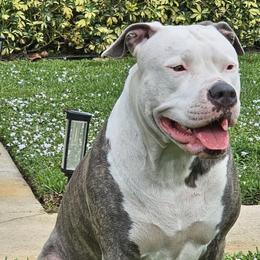 American Bullies from Khal Kennels