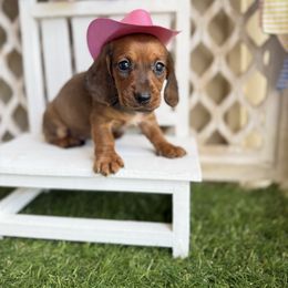 Red - Red female Dachshund puppy in Wills Point, Texas from East Mini Dachshunds Texas