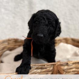 Orange Girl - Black female Goldendoodle puppy in Carthage, Tennessee from Willows Doodles