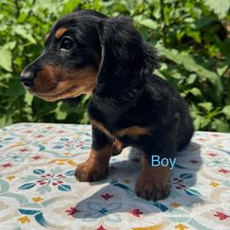 Black and tan boy - Black and tan male Dachshund puppy in Alice, Texas from Crimson’s longhair Dachshunds