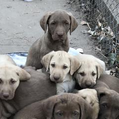 Chesapeake Bay Retrievers from Buffalo Creek Chesapeakes