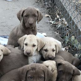 Chesapeake Bay Retrievers from Buffalo Creek Chesapeakes