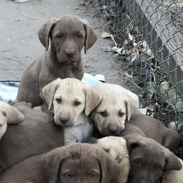 Chesapeake Bay Retrievers from Buffalo Creek Chesapeakes