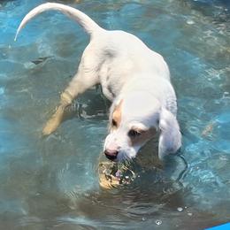 Ford - Orange belton male Llewellin Setter puppy in Eastpoint, Florida from Stoneforged Setters