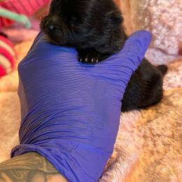 Ophelia - Black female Pomeranian puppy in Childersburg, Alabama from A Sample Of Gods Love Kennels