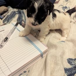 Astra - Havanese puppy from Moe's Goldens and HavAntics