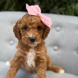 Dolly - Red  female Goldendoodle puppy in Queen Creek, Arizona from Goldendoodle AZ