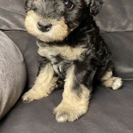 Miniature Schnauzer Puppies from Tamed by Emmy (Emariella’s Miniature Schnauzers)