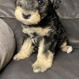 Miniature Schnauzer Puppies from Tamed by Emmy (Emariella’s Miniature Schnauzers)