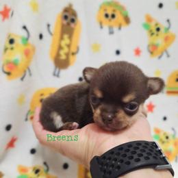 Boy 2 - Chocolate and tan male Chihuahua puppy in Richmond, Virginia from Breens