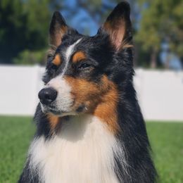 Felon - Australian Shepherd