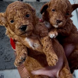 Poodle Puppies from The Poodlemen