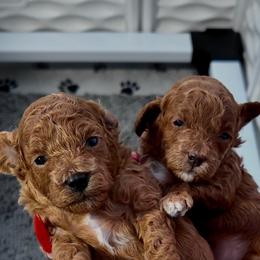 Poodle Puppies from The Poodlemen