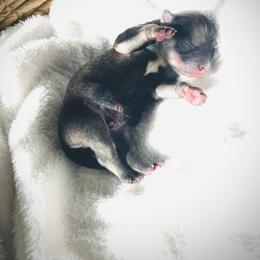 Maui - Wolf sable male Pomsky puppy in Greenville, South Carolina from Thicketty Mountain Pomskies