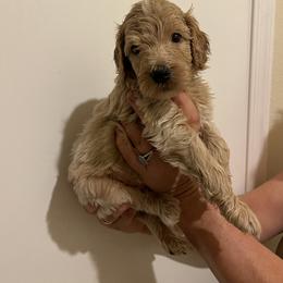 Double Doodle, Goldendoodle, Labradoodle, and Poodle Puppies from Amore Doodles & Poodles