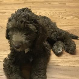 Bernedoodle and Goldendoodle Puppies from Bailey Mountain Doodles