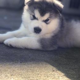 Alaskan Malamute Puppies from Sigma Alaskan Malamutes