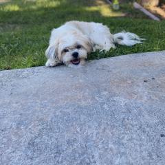 Lola - Maltese