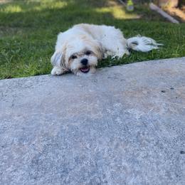 Lola - Maltese