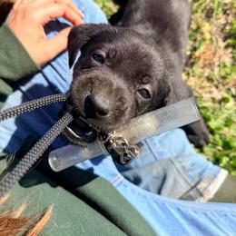 Green - Black male Labrador Retriever puppy in Millville, New Jersey from Creekside Canines
