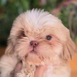 Lucky - White male Shih Tzu puppy in Azusa, California from RJ Shih Tzu lover