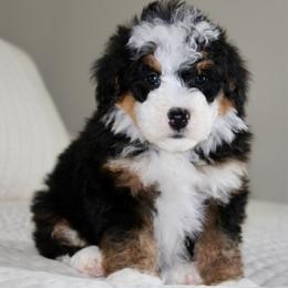 Archie - Tri-color male Bernedoodle puppy in Apple Creek, Ohio from Cuddle Paws