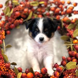 Pumpkin - White black and tan male Papillon puppy in West End, North Carolina from Papillons in the Pines
