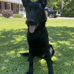 German Shepherd All Grown Up from Angel Oak German Shepherds