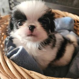 Boy 1 - Black and white male Japanese Chin puppy in Summerset, South Dakota from Rochan’s Japanese Chins
