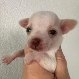Iris - Cream and white female Chihuahua puppy in Coweta, Oklahoma from Green Country Chihuahuas