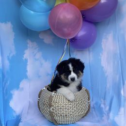 Australian Shepherd Puppies from Trilogy Australian Shepherds