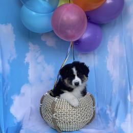 Australian Shepherd Puppies from Trilogy Australian Shepherds