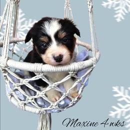 Maxine - Black and white female American Corgi puppy in Mansfield, Ohio from Moonrise corgis